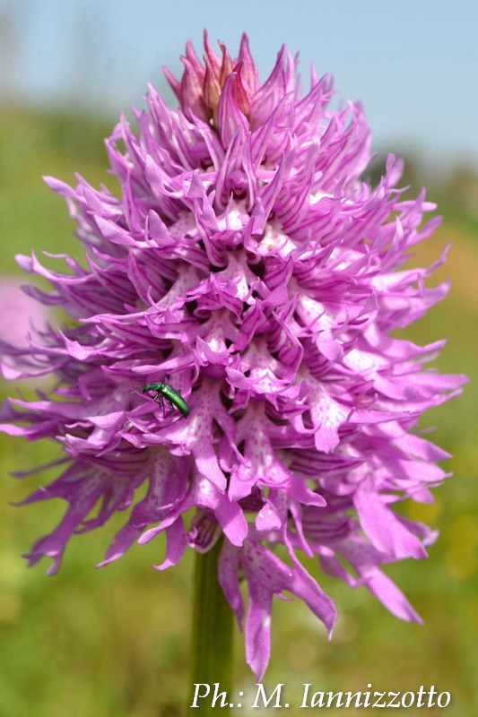 Psilothrix viridicoerulea su orchidea